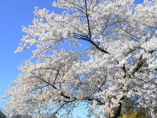Fototapeta premium Kirschblüte