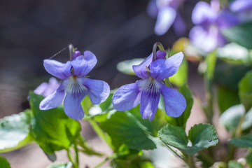 Viola reichenbachiana, the early dog-violet