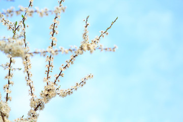branches of a willow