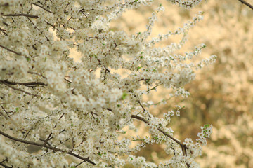 close up of willow branches