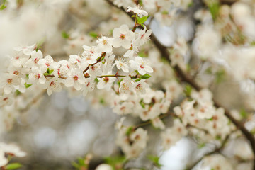 white flowers of cherry