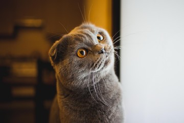 Close up image of a beautiful grey scottish fold male cat.