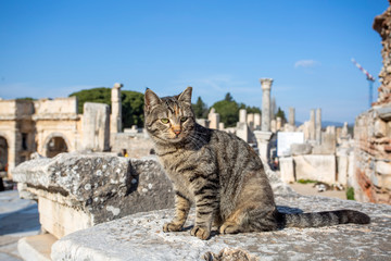 Ephesus ancient city and cat