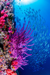 coral reef and fishes