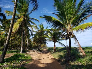 Naklejka na ściany i meble caminho nas palmeiras, coqueiros, coco, praia, paraíso, natureza