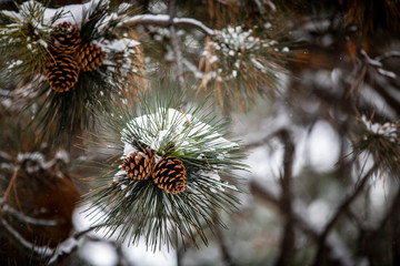 Spring snow collects on the branches, needles, and pinecones of a Lodgepole Pine tree in Bailey, Colorado just west of Denver.
