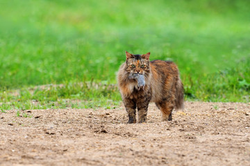 Huntress, a cat with its prey. Cat caught a mouse