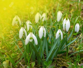 White and delicate snowdrop flower in early spring, beautiful morning light, selective focus.