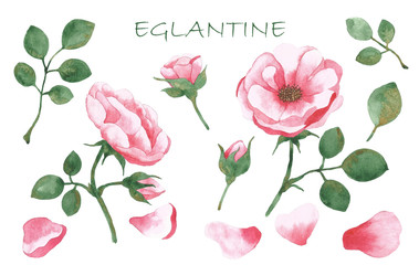 Set of watercolor drawing blooming rose hips with buds and green leaves. Elements for design.