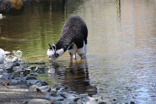 View Of Animal Drinking Water At Lake