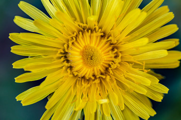Spring nature background. Macro view of yellow dandelion. Dandelion head