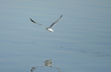 seagull in flight on the water