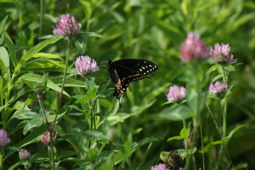 butterfly on flower