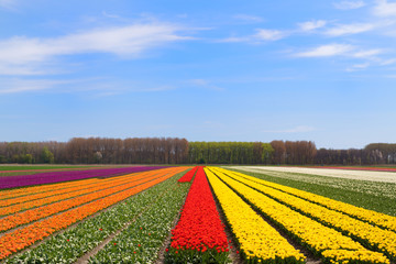 Fototapeta na wymiar Fields full of Dutch colorful tulips