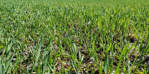 green grass in the wind