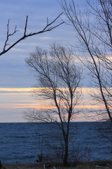 tree at sunset