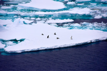 Group of Penguins on an Iceberg in Antarctica
