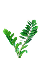 Obraz premium Zamioculcas single branch isolated on white background.