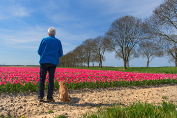 Fields full of Dutch tulips with man and dog