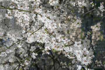 Blossoming cherry tree with many small snow white flowers. White cherry flowers, romantic spring 
