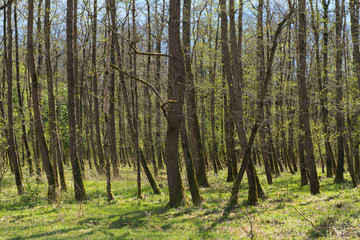 Spring in Dutch forest