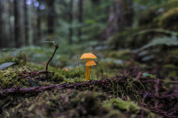 Orange mushrooms on the forest floor, a rainy day in Japan