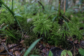 Green plants on the forest floor in Japan