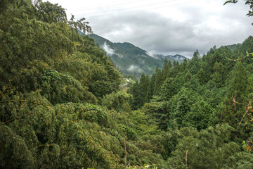 Fototapeta na wymiar Forest foliage, on a rainy day in Japan