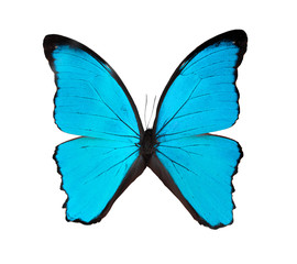  Beautiful exotic blue butterfly isolated on a white background. 2020 trend color.Exotic insects (butterflies, beetles, spiders, scorpions) .name Didius blue morpho or Morpho didius.