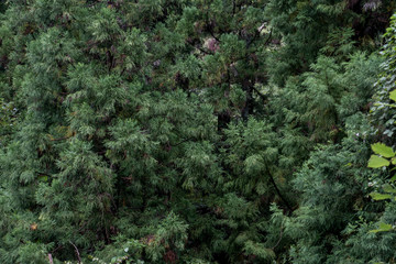 Forest foliage on a rainy day in Japan