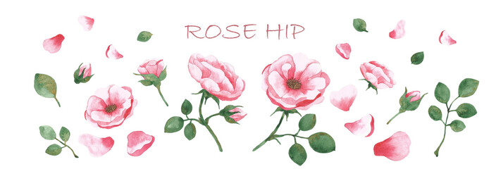 Set of watercolor drawing blooming rose hips with buds and green leaves. Elements for design.
