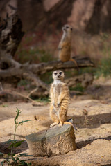 meerkat on the lookout