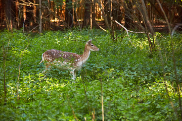 Roe deer in the spring forest