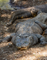 alligator in the swamp