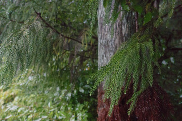 Wet leaves on a tree on a rainy day in Japan