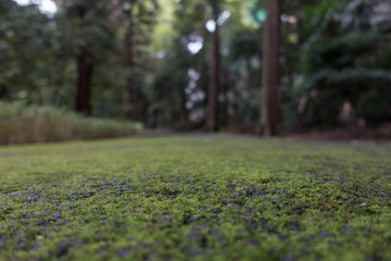 Obraz premium Moss on a path on a rainy day in Japan
