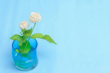 Beautiful white jasmine flowers on blue background. There is space for adding text.