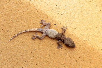 Patterned lizard laying on outdoor tile. that looks like sand.