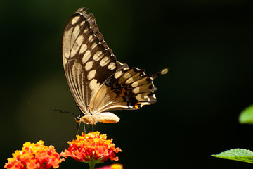 butterfly on a flower