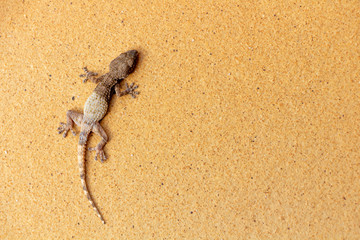 Patterned lizard laying on outdoor tile. that looks like sand.