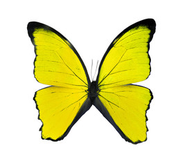 Beautiful exotic yellow butterfly isolated on a white background. 2020 trend color.Exotic insects (butterflies, beetles, spiders, scorpions) .name Didius blue morpho or Morpho didius.