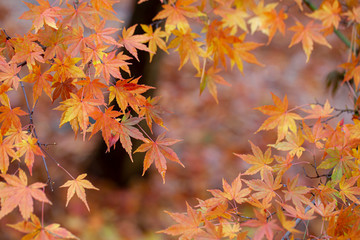 Amazing colorful background of autumn maple tree leaves background with white empty space.