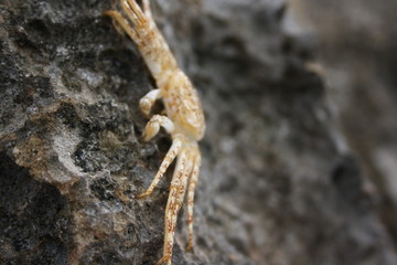 crab III