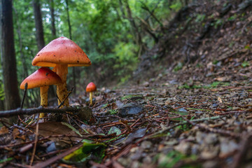 Orange mushrooms by the path in the forest on a rainy day in Japan