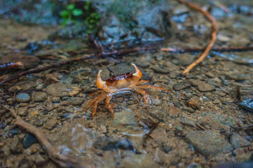 A mountain crab salutes you  in the dripping wet forest on a rainy day in Japan