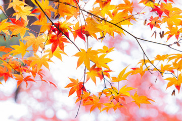 Colorful maple tree against sunrise in morning time in autumn season ,maple branches in bright colors with orange red yellow, beautiful background in Japan.