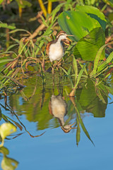Immature Wattled Jacana and its Reflection