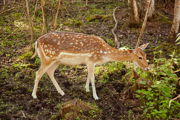 Naklejka na ściany i meble Roe deer in the spring forest
