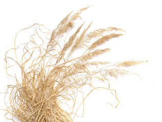 Dry reeds and grass isolated on white background. Abstract pile of dry herbs, hay or straw..