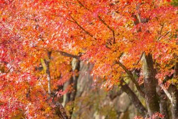 Autumn leaves ,maple branches in bright colors with orange red yellow, beautiful background in Japan.